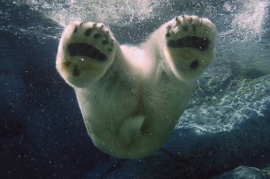 polarbearbottom08