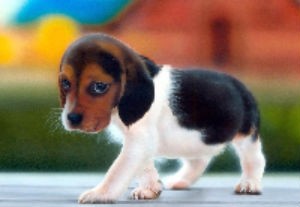 Conversion Optimization 101: When Ads and Landing Page Don’t Stink!